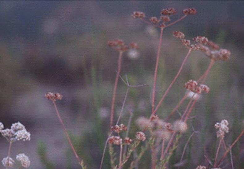 Anthony Samaniego, Nature Bokeh Landscape, 08.06.2018