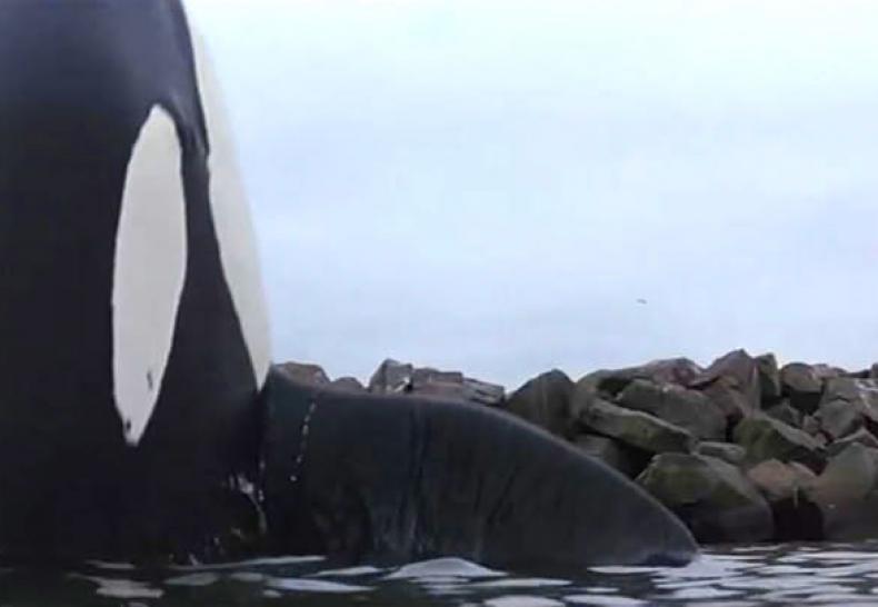 FREE WILLY, R: Simon Wincer, F/USA 1993