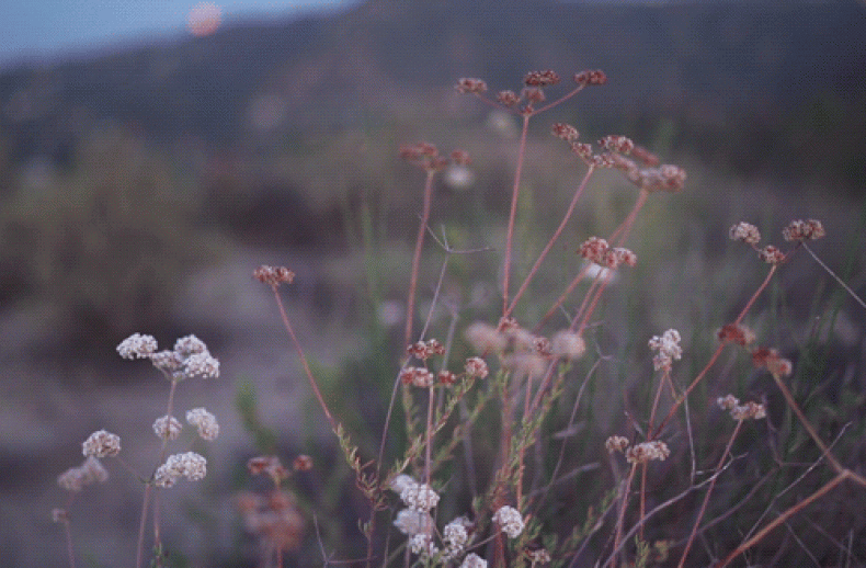 Anthony Samaniego, Nature Bokeh Landscape, 08.06.2018