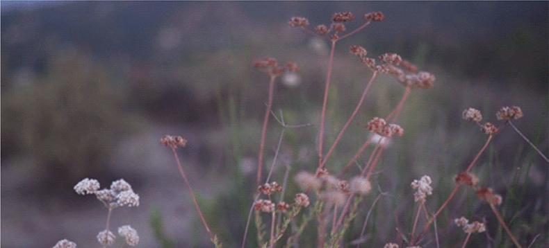 Anthony Samaniego, Nature Bokeh Landscape, 08.06.2018