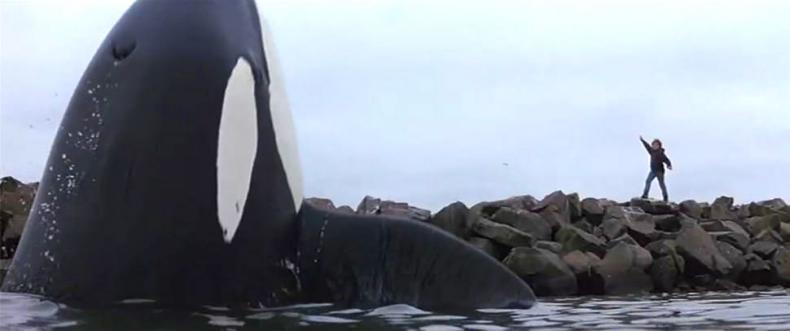 FREE WILLY, R: Simon Wincer, F/USA 1993